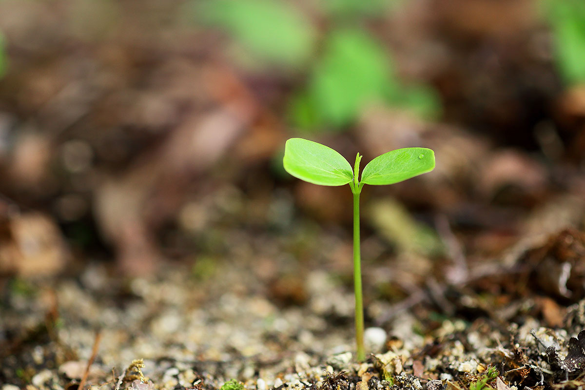 植物の芽